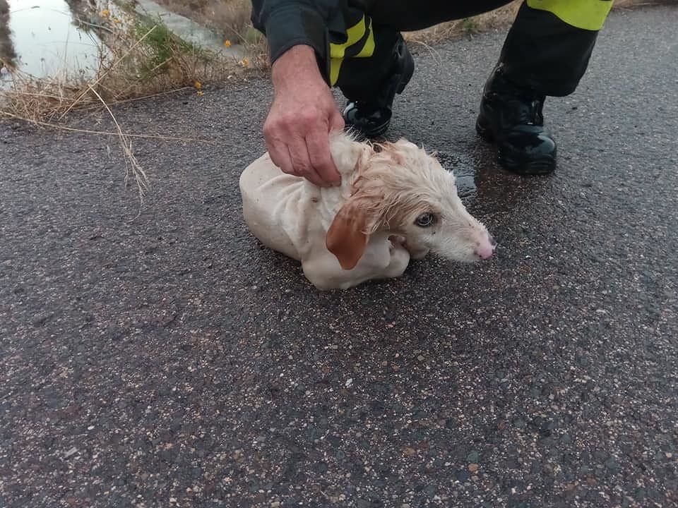 Un dolcissimo cucciolo precipita in un canale a Molentargius: salvato