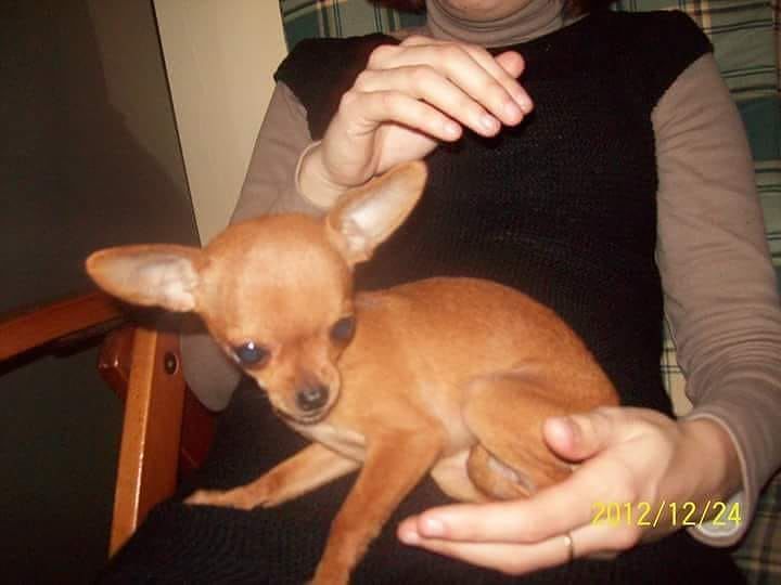 Una piccola chihuahua di 8 anni scompare a Villasor: bimbi disperati, aiutiamo la padrona a ritrovarla!