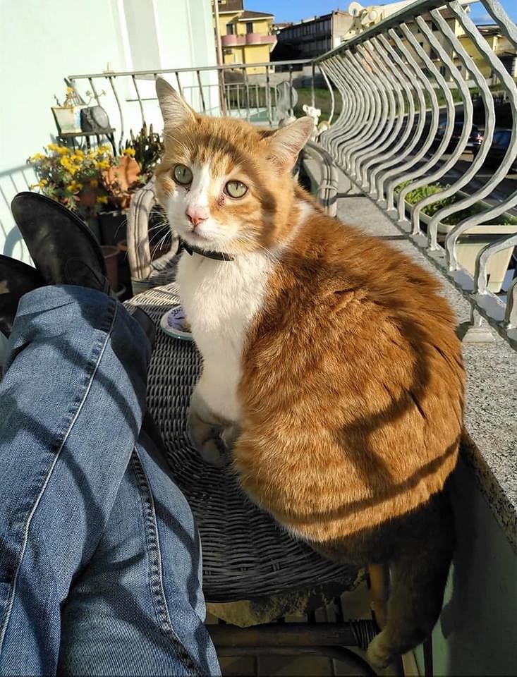 Senorbì, le lacrime di un’infermiera: “Il mio gatto è morto, chi l’ha avvelenato?”
