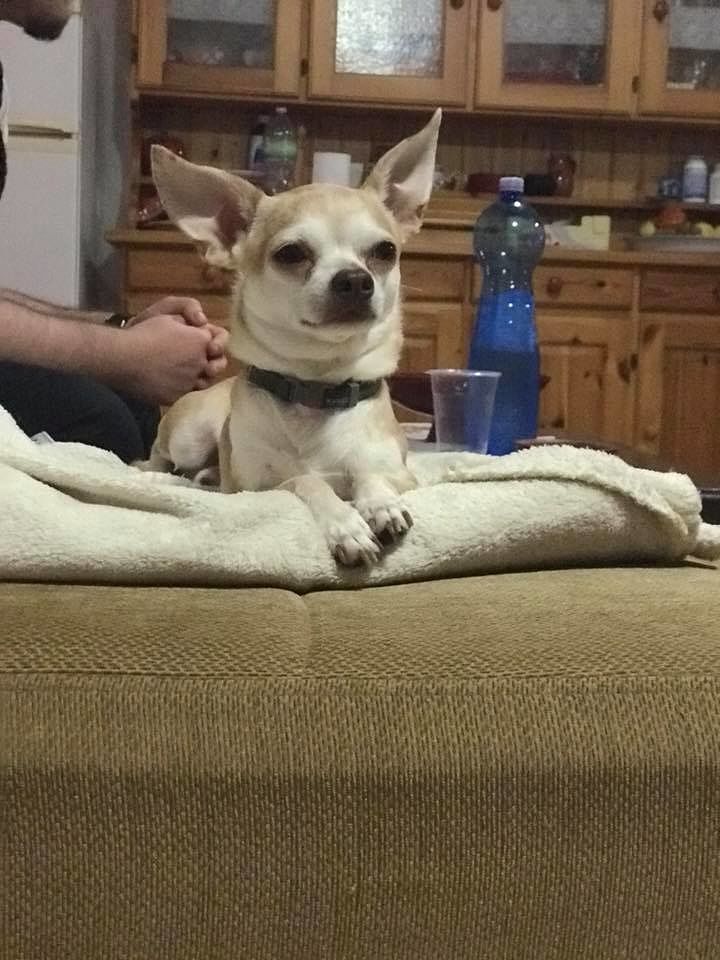 Cuba, il bellissimo chihuaha sparito a Quartucciu: “Ricimpensa per chi lo riporta a casa”