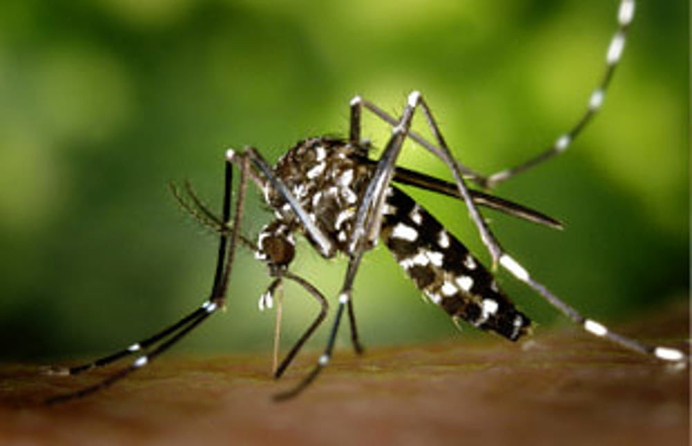 Cagliari, allarme ai Giardini pubblici: “Invasione di zanzare”