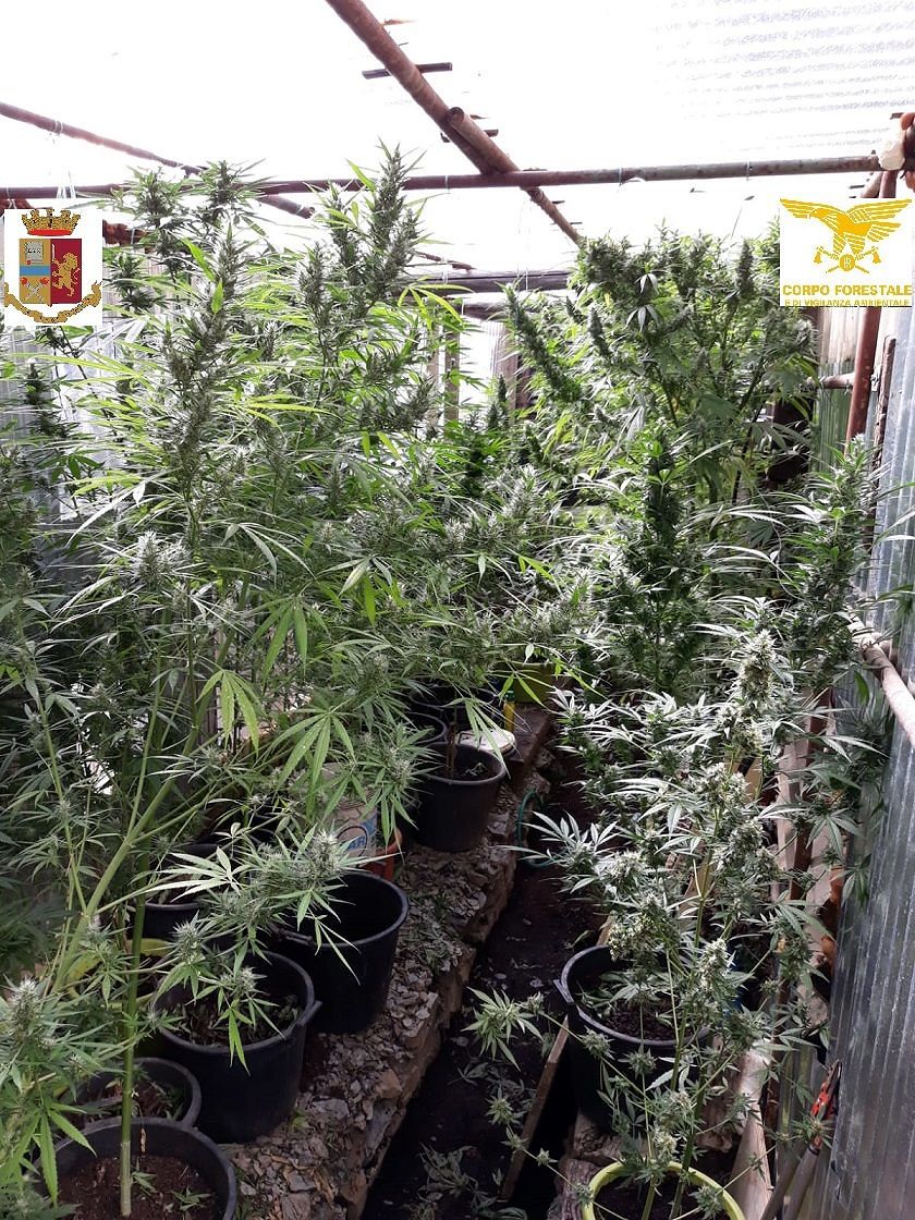 Scoperta una piantagione di marijuana a Gairo: 44enne in manette