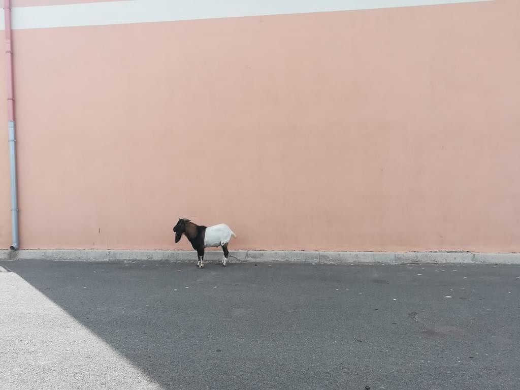 Sos per la capretta che si è smarrita a Selargius: chi la riconosce?