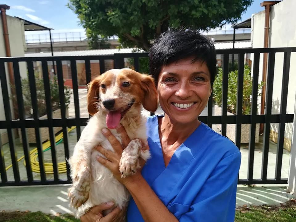 Cani maltrattati a Cagliari, salvata la quattrozampe torturata con gli elastici: “Qui rinascono e vengono adottati”