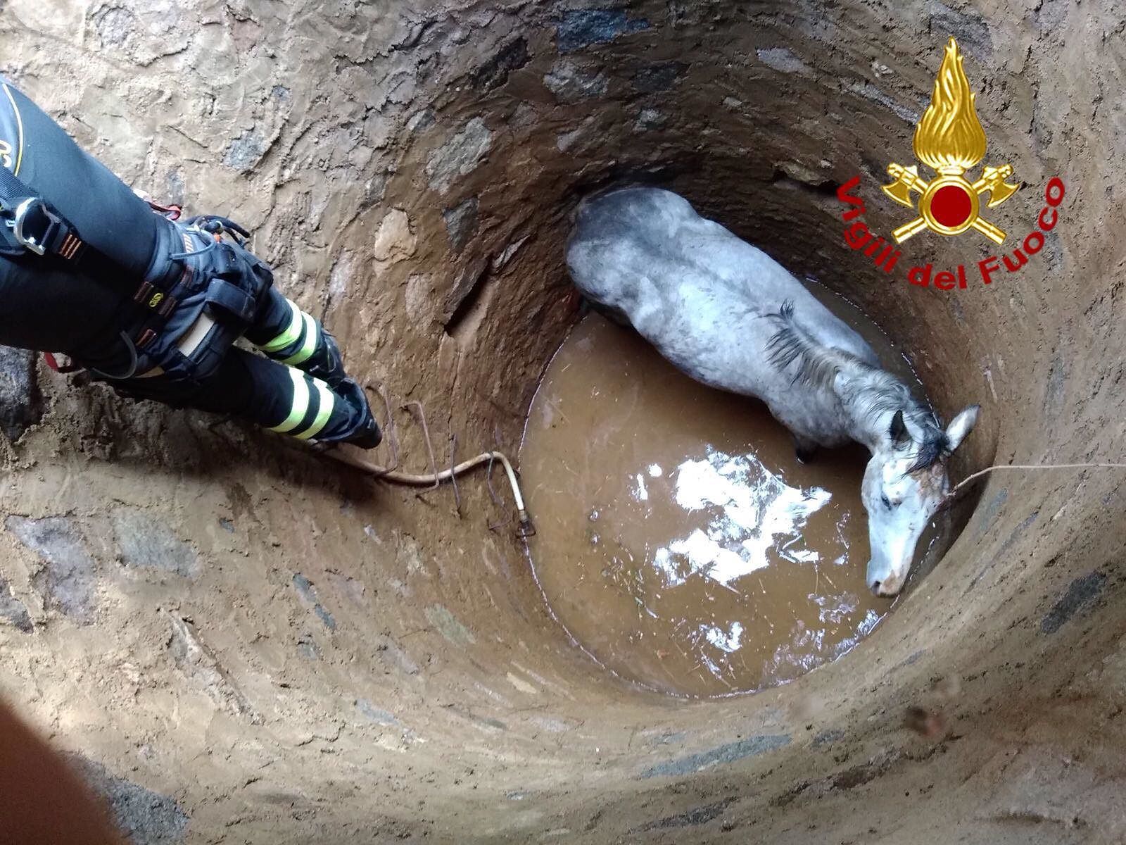 Cavallo cade in un pozzo in campagna a Teti: lo salvano i vigili del fuoco