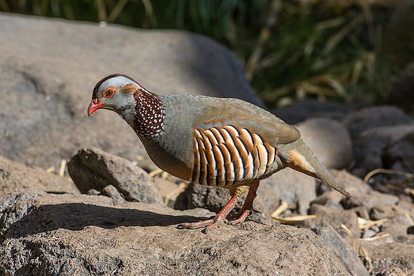 Il Consiglio di Stato salva definitivamente lepri e pernici sarde