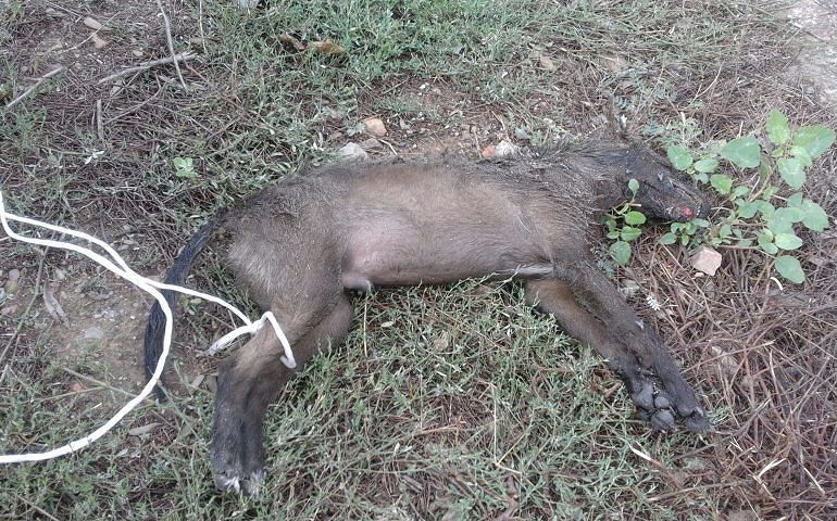 Orrore a Uta: un cagnetto legato e trascinato sino alla morte, con un laccio legato alla zampa