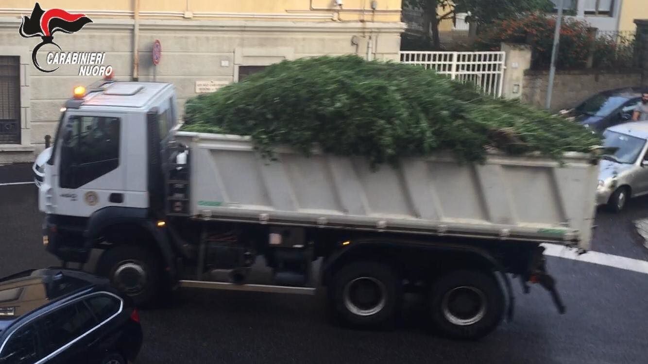“La Sardegna come la Giamaica”: scoperta un’altra mega piantagione di cannabis