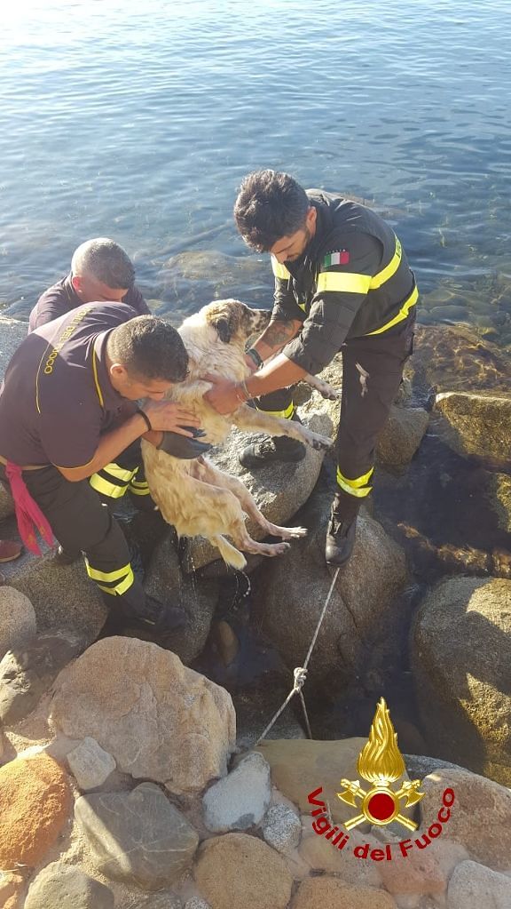 Quartu, i vigili del fuoco salvano un cane incastrato tra gli scogli