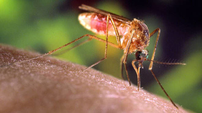 Febbre del Nilo, Arru: “Nessuna emergenza in Sardegna”