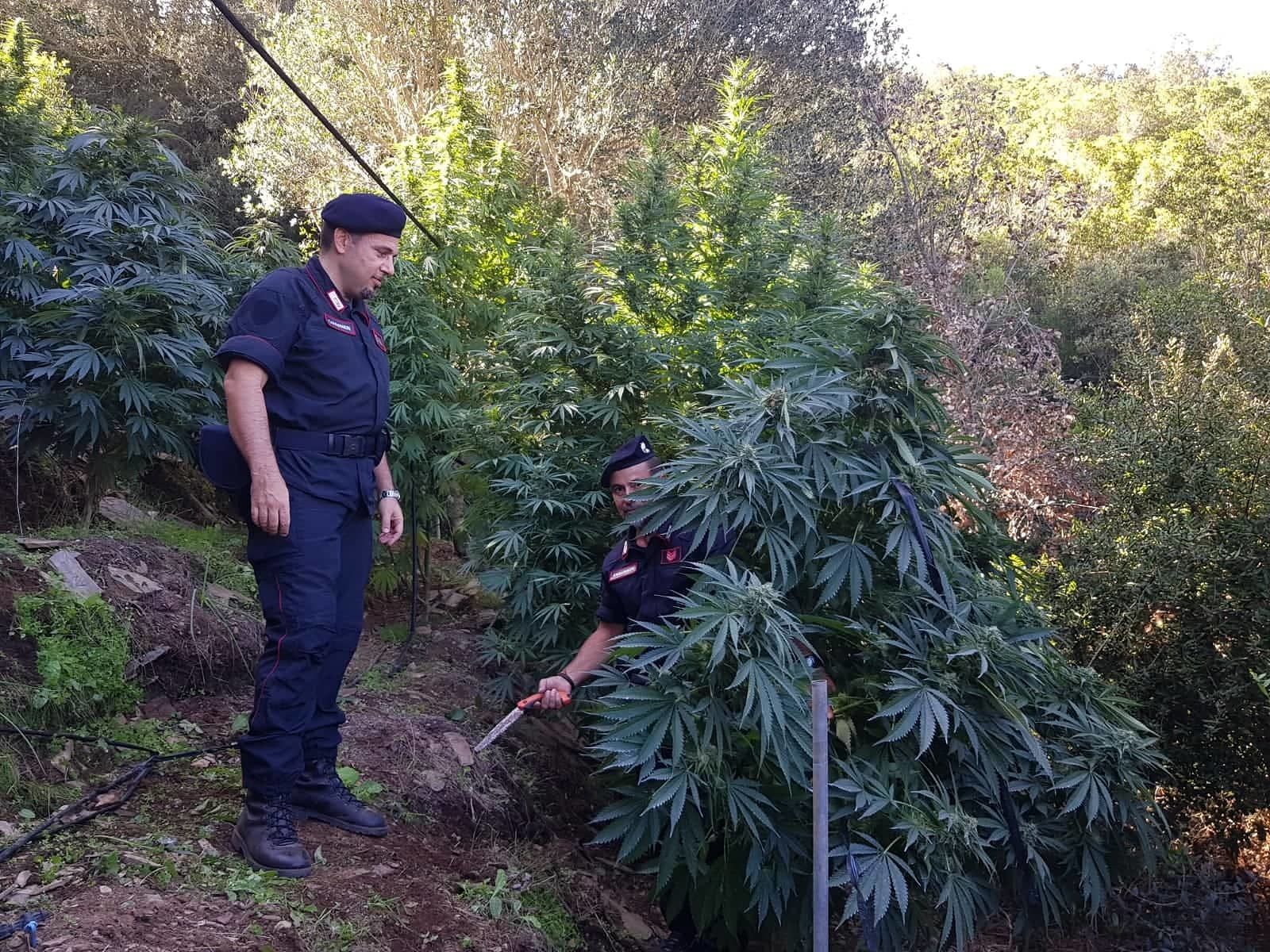Guspini, piantagione di marijuana in campagna: 38enne incensurato ai domiciliari