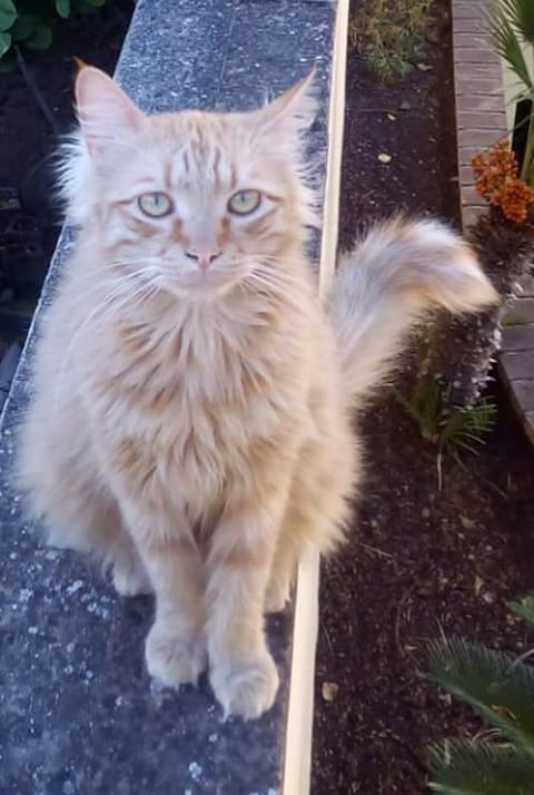 Tommy è scomparso da Pirri: sos per ritrovarlo