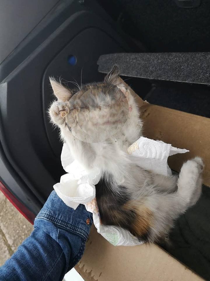 Orrore a Quartu, strage di gattini: “Li hanno strozzati e rinchiusi dentro una scatola”