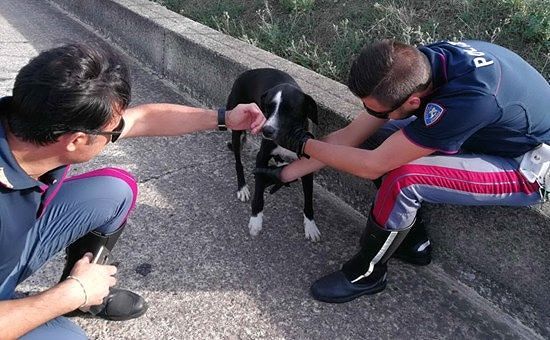 Questo bellissimo cagnetto, ritrovato dalla Polizia abbandonato sulla 131, sta per finire al Canile Europa: adottiamolo!