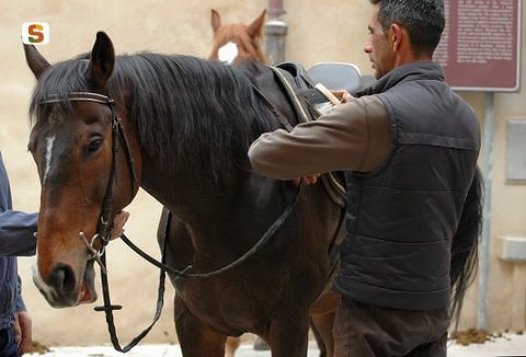 Norbello, ordine del sindaco: “Tenete i cavalli lontano dai bar”