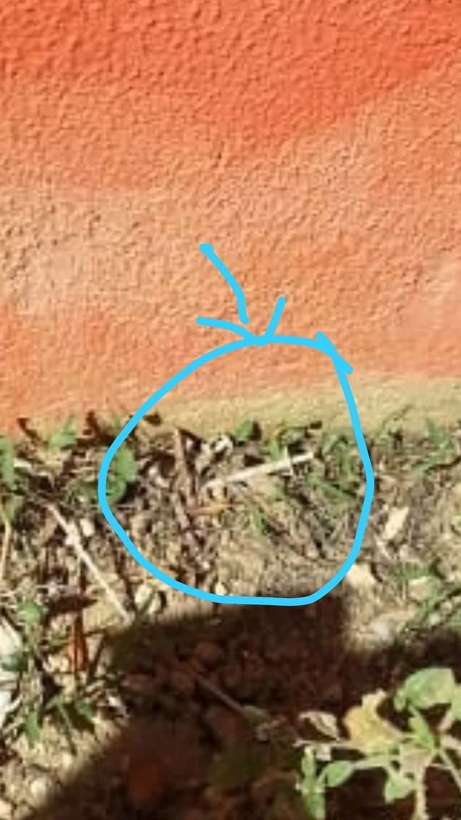 Pirri, a is Bingias siringhe nel cortile della scuola dei bimbi: domani genitori in campo per pulire