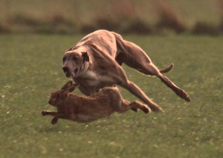 Uso di levrieri e bracconaggio, la Forestale ha denunciato un 55enne