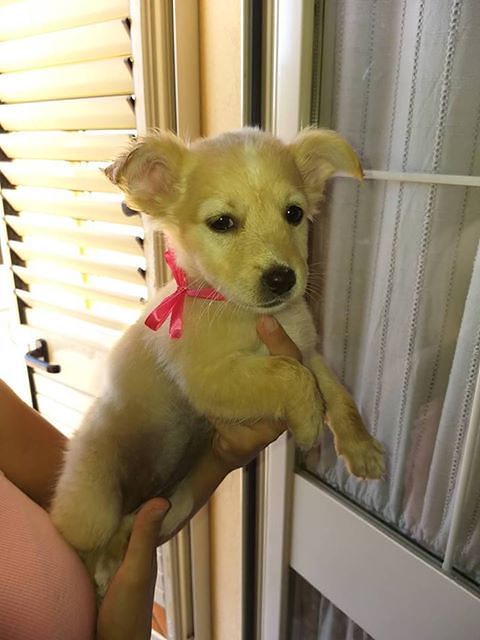 Cagliari, due cuccioli gettati nel cassonetto chiusi dentro un sacco, ora sono salvi: chi li adotta?