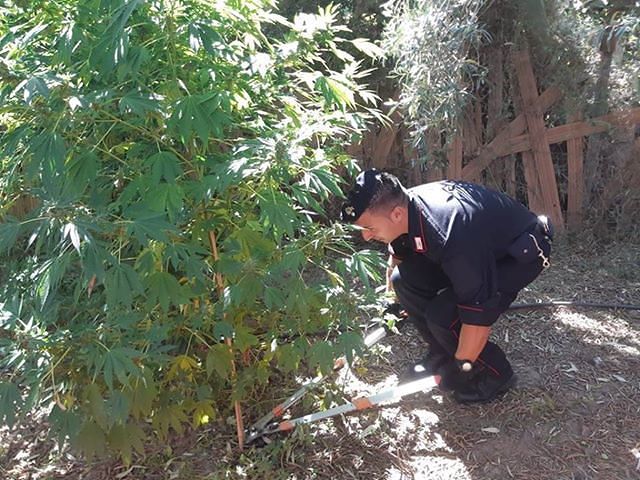 Una piantagione di marijuana con piante alte sino a tre metri, nascosta a Guspini: denunciato un 55enne