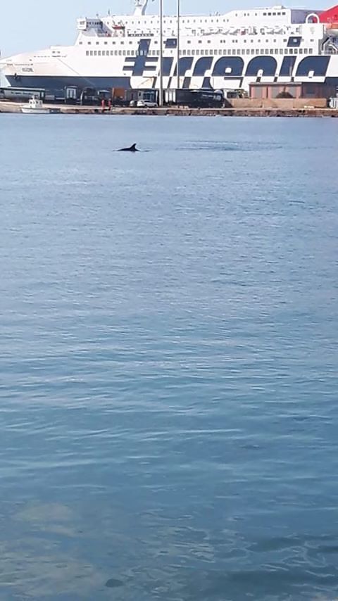 La bellezza dei delfini al porto di Cagliari in una splendida domenica di fine settembre
