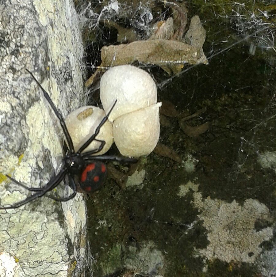 Vedova nera nelle campagne di Burcei: “Cercatori di funghi, fate attenzione”