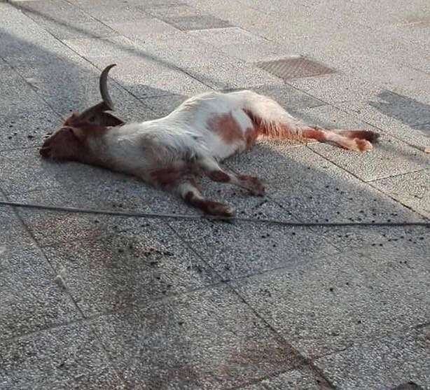 Cagliari, “capra sbranata da un branco di randagi nello stabile della Motorizzazione: assurdo”