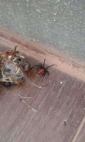 Nuovi avvistamenti: l’argia spaventa Burcei e il Sulcis