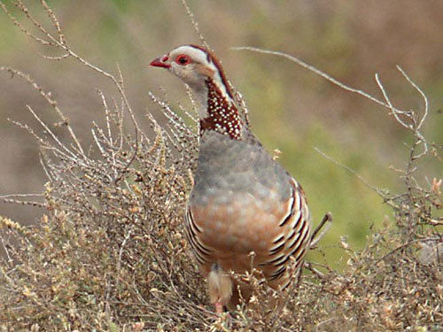 Caccia a lepri e pernici in Sardegna, c’è il “no” definitivo del Consiglio di Stato