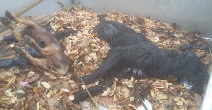 Cani e gatti avvelenati col diserbante: “Non è Yulin, è Aritzo”