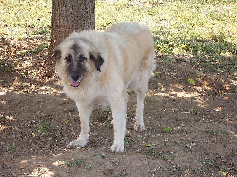 Assemini, allagato il rifugio di Mimi e Gogò: 40 cani rischiano di morire annegati