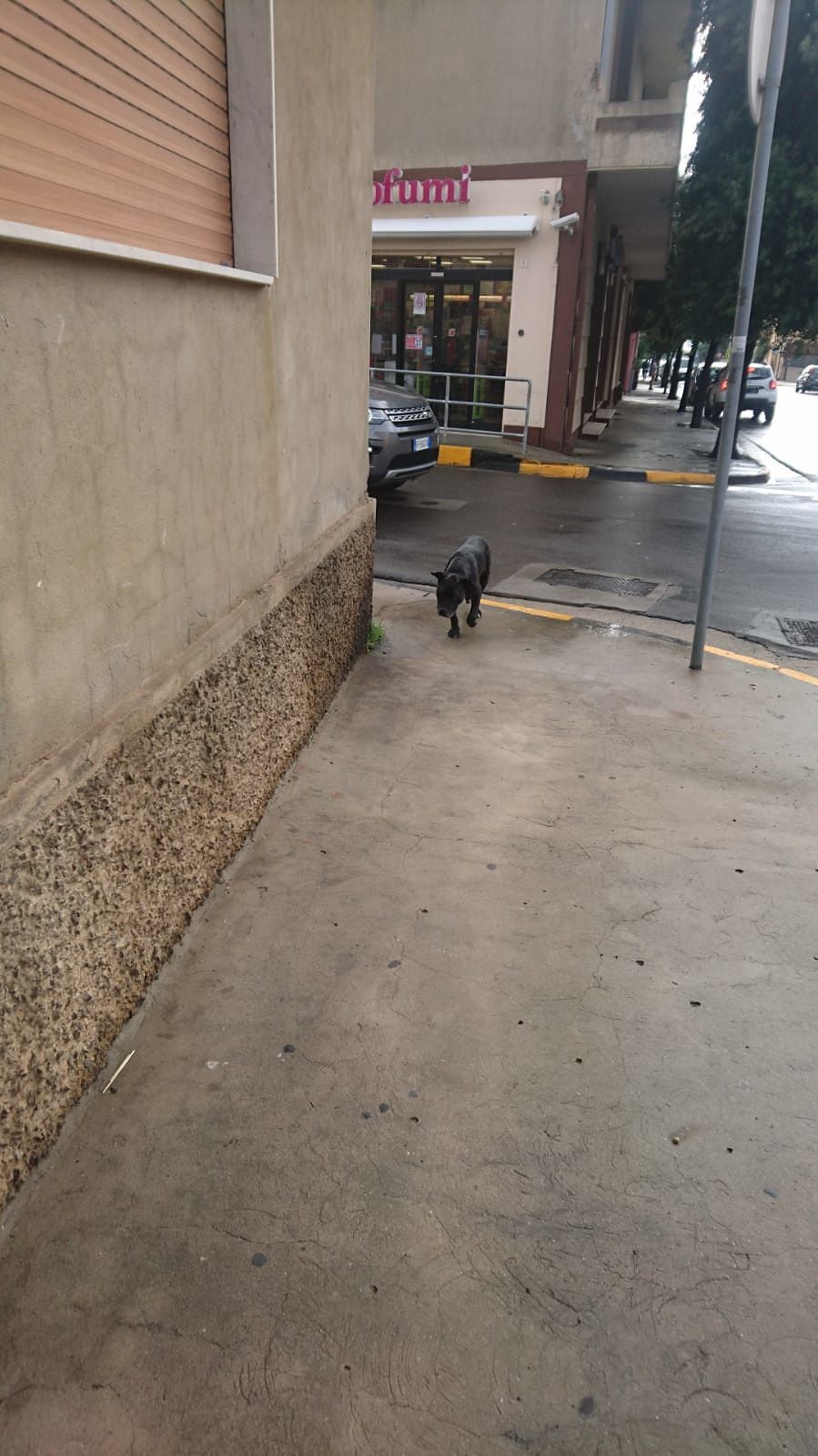 Pittbull smarrito si aggira per la strade di Sinnai: lo riconoscete?