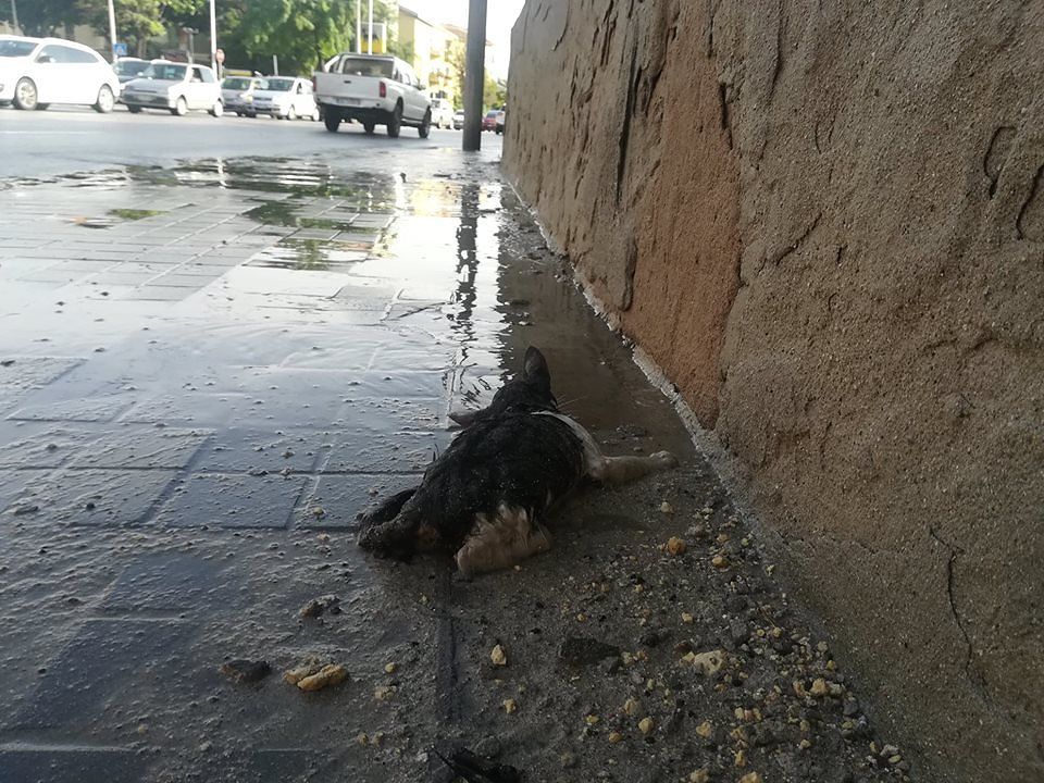 Maltempo “killer” a Cagliari, gattino ucciso dalla furia dell’acqua a Monte Claro