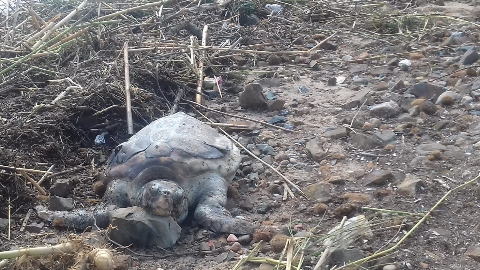 Il maltempo non risparmia gli animali, tartaruga spiaggiata a Frutti d’Oro
