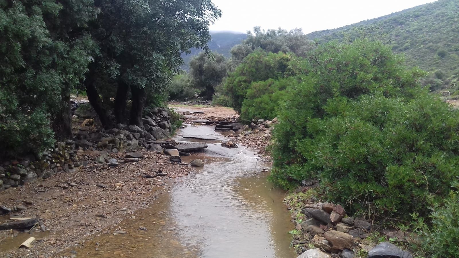 Maltempo, Coldiretti: “Allevamenti isolati, a rischio pecore e vitelli”