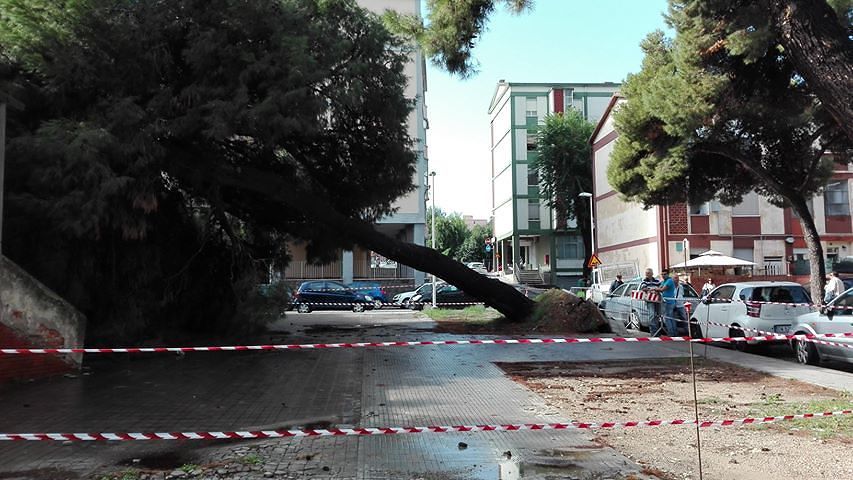 Tradegia sfiorata a Cagliari, crolla un albero in via Is Mirrionis