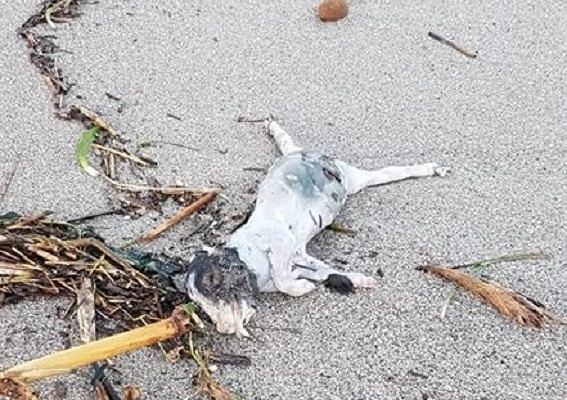 Cagliari, detriti dell’alluvione in spiaggia: un maialino morto al Poetto