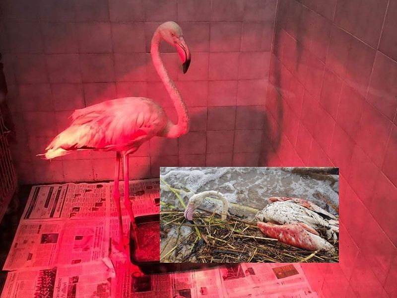 Fenicottero strappato alla morte durante il diluvio a Capoterra: “L’ho salvato sotto la tempesta”