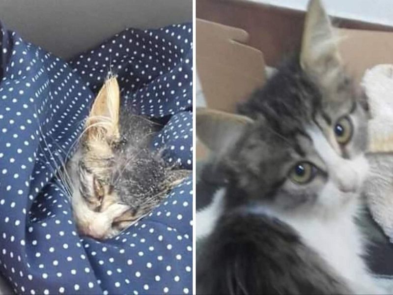 “Miracolo” a Cagliari, la gattina Tempesta è viva: “Così l’ho salvata da morte certa”
