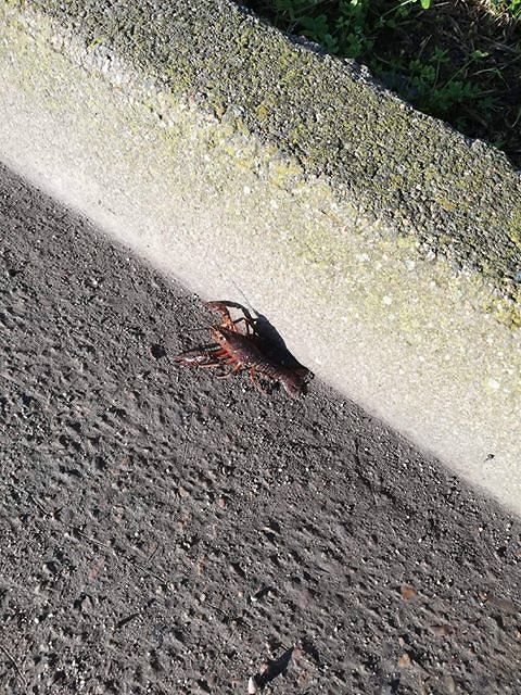 Il gambero killer avvistato ancora ad Assemini: “In Sardegna ha trovato il suo habitat”