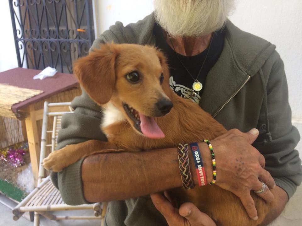 Una dolcissima cagnetta trovata in zona Ossigeno e portata al canile: chi la riconosce?