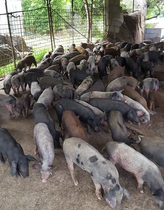 Talana, maltempo e blocco Psa mandano ko un allevamento di suini