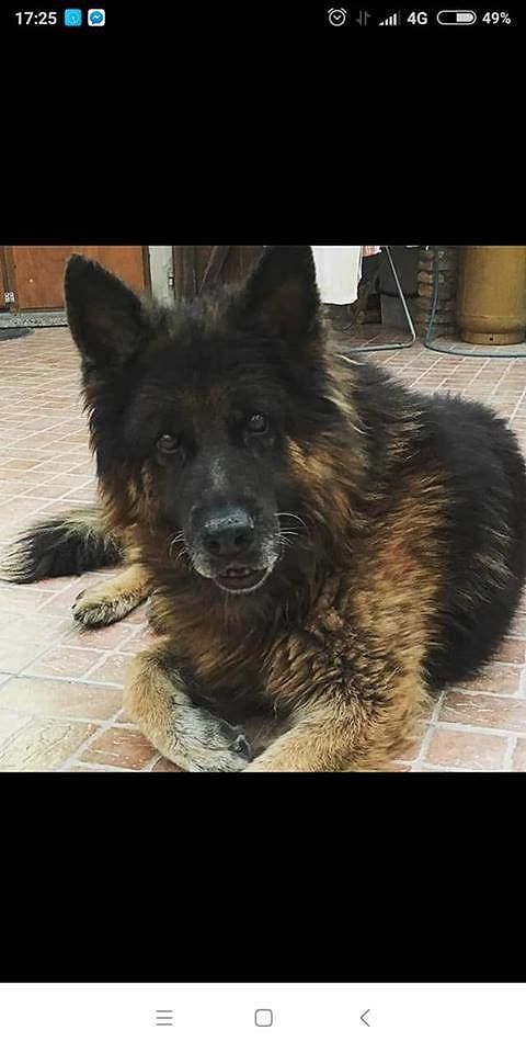 Alluvione ad Assemini, muore anche il cane Zagor di Tamara: si cercano un gattino e un altro suo cane