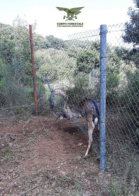 Daino impigliato a Teulada in una recinzione metallica: salvato dalla Forestale