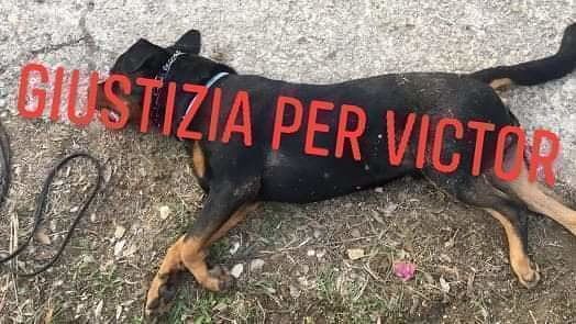 Sassari: rottweiler morde un bimbo, il padrone lo strozza e lo uccide