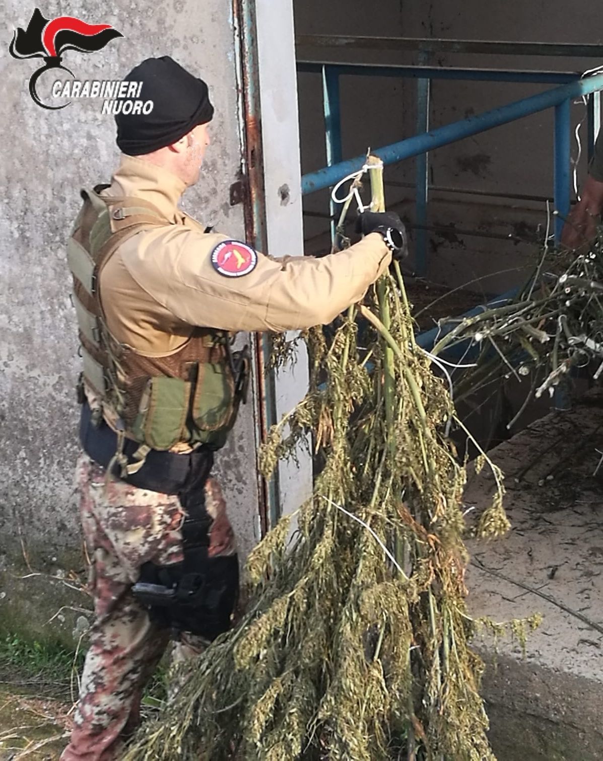 Nurri, 80 chili di marijuana nascosti in un deposito dell’acqua: tre arresti