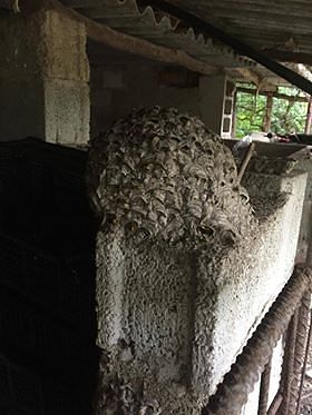 Serramanna, le analisi smentiscono l’sos degli allevatori: non erano vespe vellutine