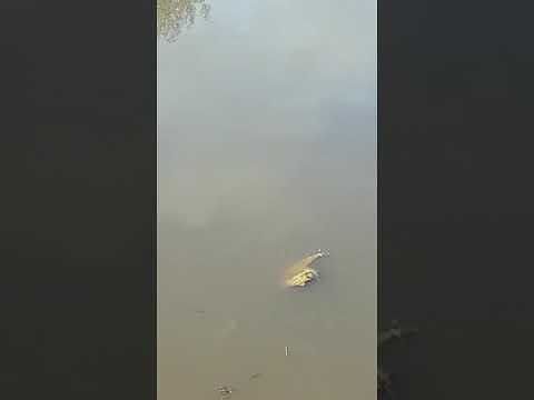 Maltempo in Sardegna, le carpe nuotano fin dentro i campi devastati dall’acqua (VIDEO)