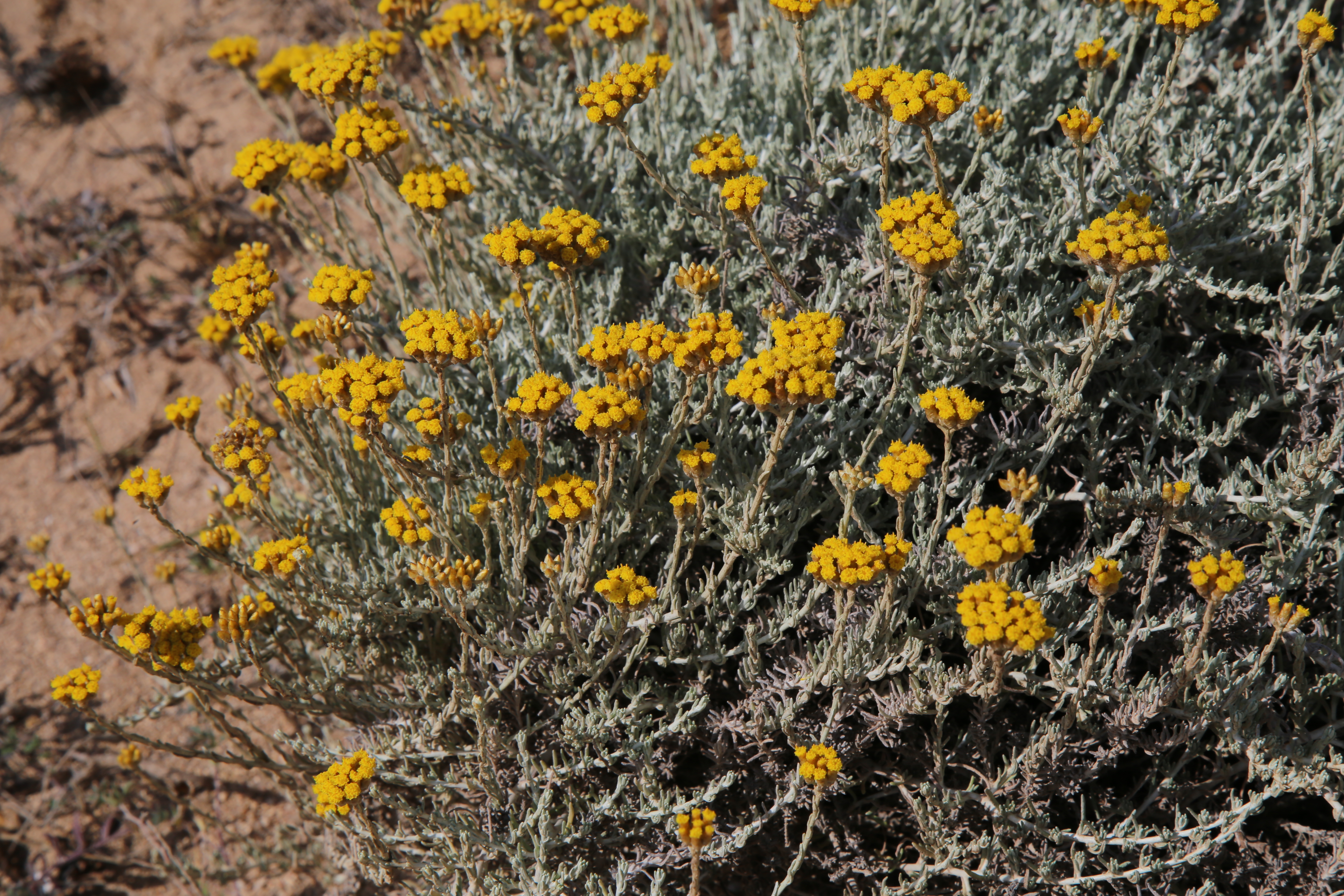 Elicriso, un nuovo alleato per la bonifica dei siti minerari dismessi: la scoperta dell’Università di Cagliari