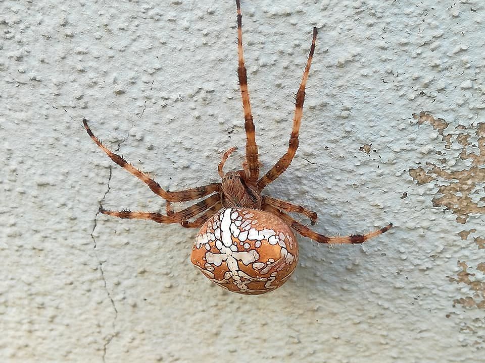 Tornano le foto dei ragni curiosi in Sardegna: a Villasalto spunta il coloratissimo ragno crociato