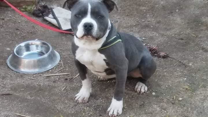 Incredibile a Quartucciu: rubato un American Bully grigio e bianco a Sant’Isidoro